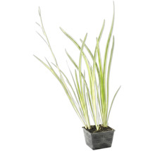 Gestreepte vijverplant in zwarte vijvermand.