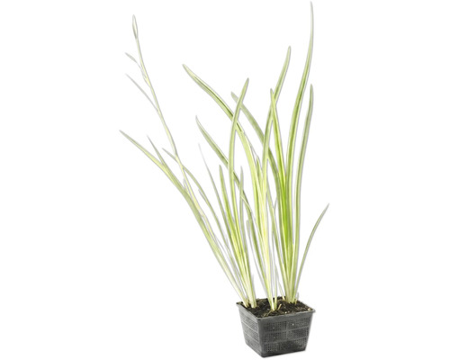 Gestreepte vijverplant in zwarte vijvermand.