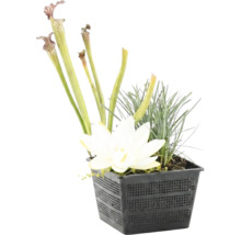 Vijverplantenset met witte bloem, bekerplant en gras in een zwarte kunststof plantmand.