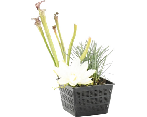 Vijverplantenset met witte bloem, bekerplant en gras in een zwarte kunststof plantmand.