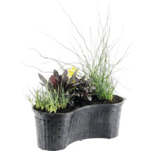 Niervormige vijverplantenmand met diverse waterplanten zoals grassen, donkerbladige planten en gele bloemen.