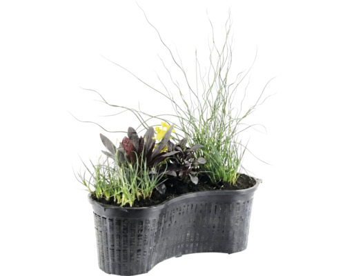 Niervormige vijverplantenmand met diverse waterplanten zoals grassen, donkerbladige planten en gele bloemen.