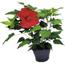 Hibiscus plant met een grote rode bloem en groene bladeren in een zwarte pot.