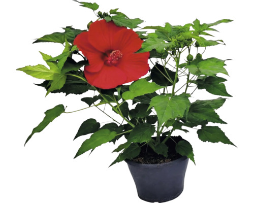 Hibiscus plant met een grote rode bloem en groene bladeren in een zwarte pot.