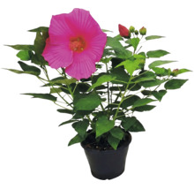 Reuzenhibiscus Hibiscus moscheutos met grote roze bloem en groene bladeren in zwarte pot.
