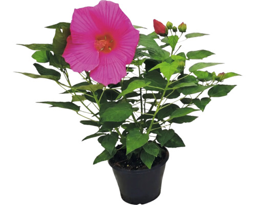 Reuzenhibiscus Hibiscus moscheutos met grote roze bloem en groene bladeren in zwarte pot.
