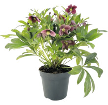 Helleborus met donkerpaarse bloemen en groene bladeren in een antracietkleurige plastic pot.