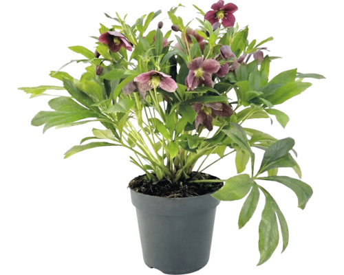 Helleborus met donkerpaarse bloemen en groene bladeren in een antracietkleurige plastic pot.