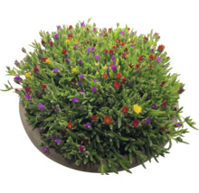 Delosperma ijsbloem met groene succulentenbladeren en kleine gekleurde bloemen in een ronde pot.