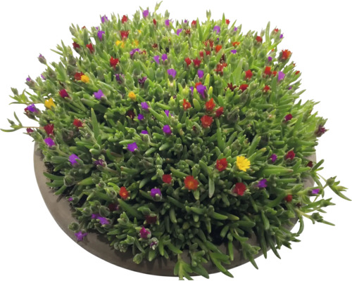 Delosperma ijsbloem met groene succulentenbladeren en kleine gekleurde bloemen in een ronde pot.