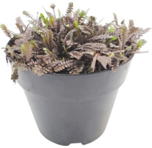 Leptinella squalida plant in een zwarte kunststof pot.