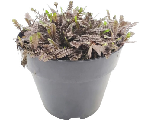 Leptinella squalida plant in een zwarte kunststof pot.