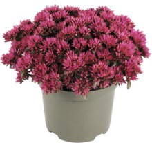 Vetkruid Sedum met roze bloemen in een grijze kunststof pot.