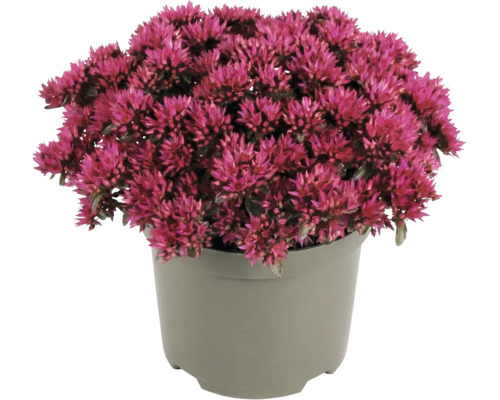Vetkruid Sedum met roze bloemen in een grijze kunststof pot.