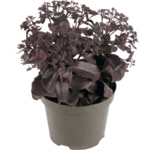 Vetkruid Sedum met donkere bladeren in een kunststof pot.