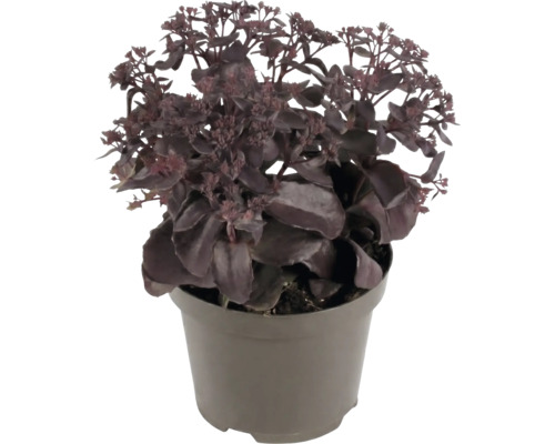 Vetkruid Sedum met donkere bladeren in een kunststof pot.