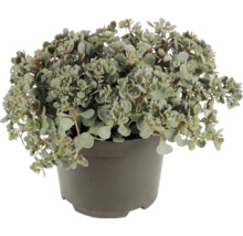 Sedum vetkruid met kleine ronde bladeren in een grijze kunststof pot.