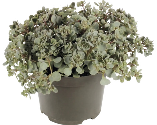 Sedum vetkruid met kleine ronde bladeren in een grijze kunststof pot.