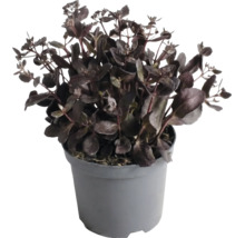 Donkerbladige vetkruid Sedum in een grijze kunststof pot.