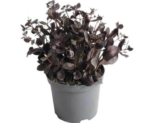 Donkerbladige vetkruid Sedum in een grijze kunststof pot.