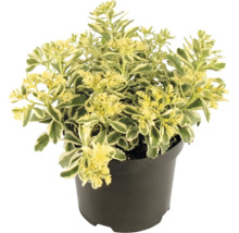Vetkruid Sedum met bontgekleurde bladeren in een zwarte kunststof pot.