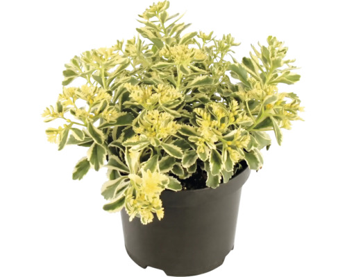 Vetkruid Sedum met bontgekleurde bladeren in een zwarte kunststof pot.