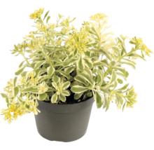 Sedum kamtschaticum Variegatum in plantpot met gele bloemen en groen-wit bonte bladeren.
