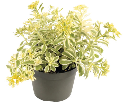 Sedum kamtschaticum Variegatum in plantpot met gele bloemen en groen-wit bonte bladeren.
