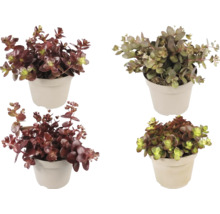Vier verschillende Sedum-planten in lichte kunststof potten, vetkruidmix met roodachtige en groene vlezige bladeren.