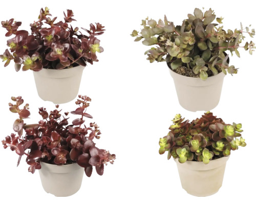 Vier verschillende Sedum-planten in lichte kunststof potten, vetkruidmix met roodachtige en groene vlezige bladeren.