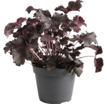 Purperklokje Heuchera met donkere bladeren in een donkergrijze kunststof pot.