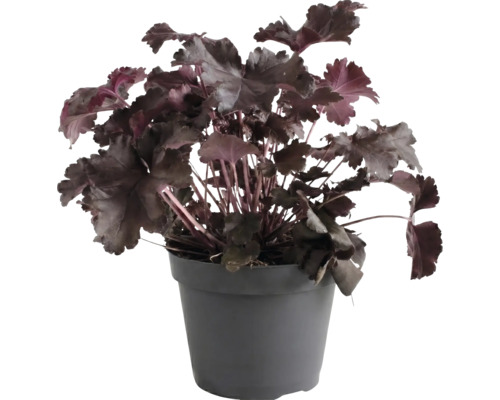 Purperklokje Heuchera met donkere bladeren in een donkergrijze kunststof pot.