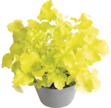 Purperklokje Heuchera met lichtgroene bladeren in een grijze pot.