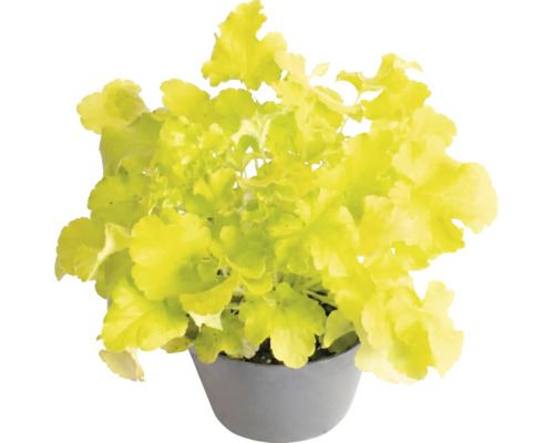 Purperklokje Heuchera met lichtgroene bladeren in een grijze pot.