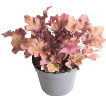 Purperklokje Heuchera met perzikkleurige bladeren in grijze kunststof pot.