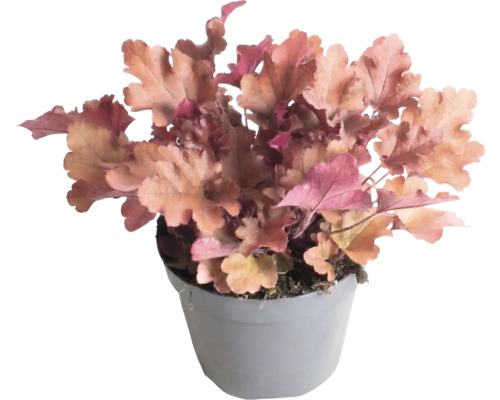 Purperklokje Heuchera met perzikkleurige bladeren in grijze kunststof pot.