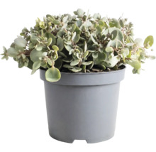 Kalanchoë plant met ronde vlezige bladeren in een grijze kunststof pot