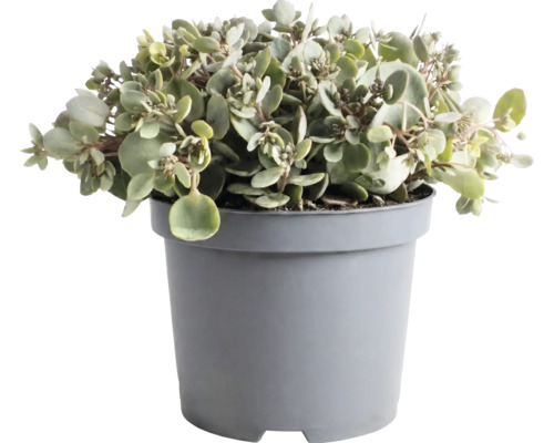 Kalanchoë plant met ronde vlezige bladeren in een grijze kunststof pot