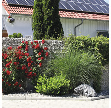 Tuininrichting met een schanskorf gevuld met stenen, beplant met rode klimrozen, siergras en groene struiken voor een woning.