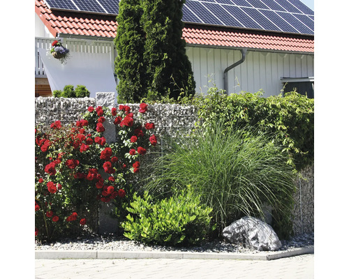 Tuininrichting met een schanskorf gevuld met stenen, beplant met rode klimrozen, siergras en groene struiken voor een woning.