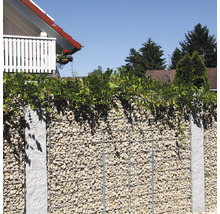 Schanskorf schutting met granieten palen en lichtgekleurde stenen, begroeid met groene klimplanten in een tuin.