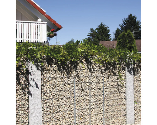 Schanskorf schutting met granieten palen en lichtgekleurde stenen, begroeid met groene klimplanten in een tuin.