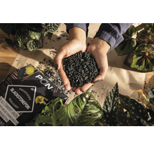 Handen houden een handvol zwart, mineraal plantensubstraat Lechuza Blackstonepon vast boven kamerplanten en een verpakking.