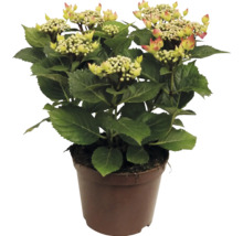 Hortensia met bloemknoppen in een plantenpot