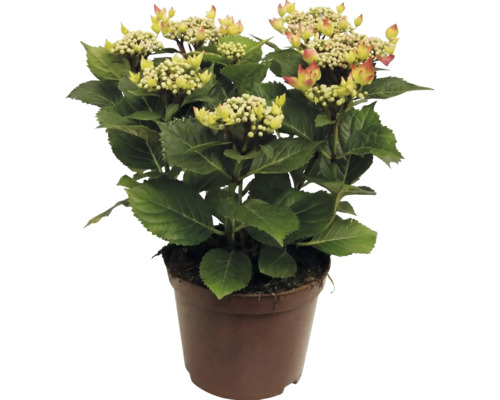 Hortensia met bloemknoppen in een plantenpot