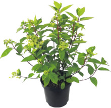 Pluimhortensia in zwarte kweekpot met groene bladeren en eerste bloemknoppen.
