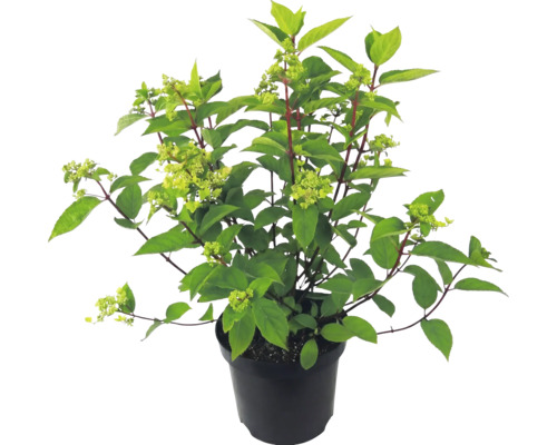 Pluimhortensia in zwarte kweekpot met groene bladeren en eerste bloemknoppen.