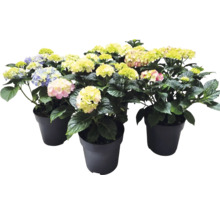 Boerenhortensia's in zwarte plantenpotten met verschillende kleuren bloemen.