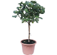 Boerenhortensia op stam in kunststof pot, met groene bladeren en bloemknoppen.