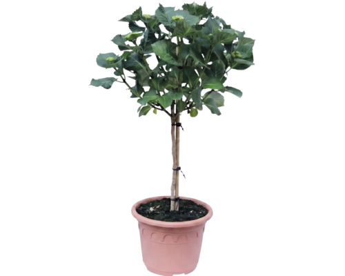 Boerenhortensia op stam in kunststof pot, met groene bladeren en bloemknoppen.